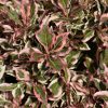 My Monet Weigela #3 - Image 2